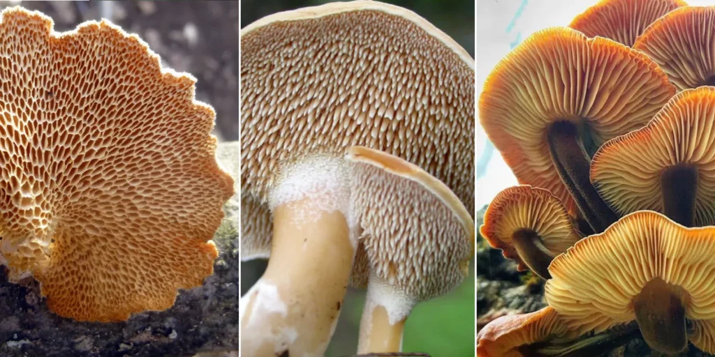 Reference image for Minichix Studio article on making magic mushrooms for scenic bases - showing different underside structures.