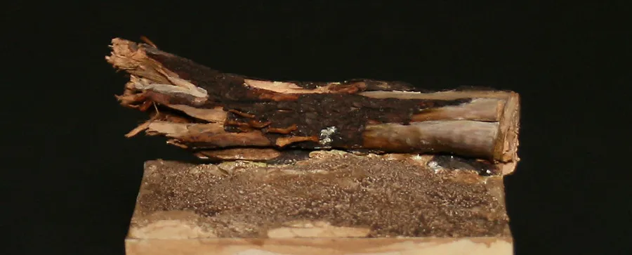 Adding miniature mushroom to the fallen log - side view - Minichix Studio tutorial on building scenic base.