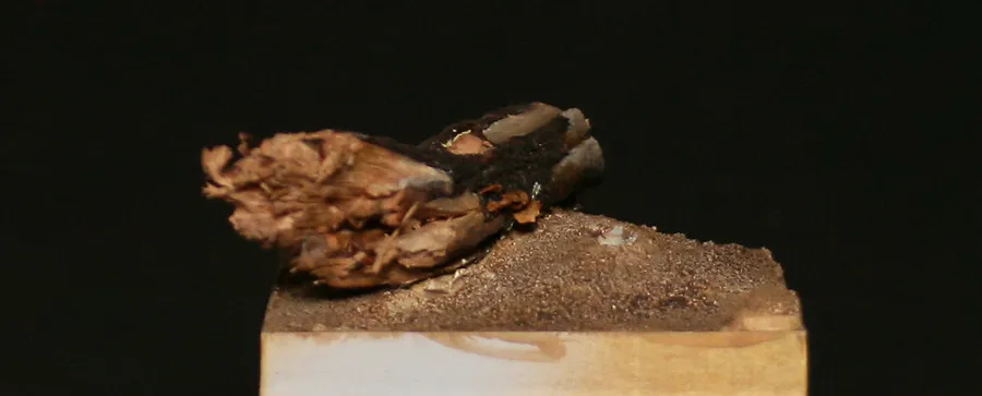 Adding miniature mushroom to the fallen log - front view - Minichix Studio tutorial on building scenic base.